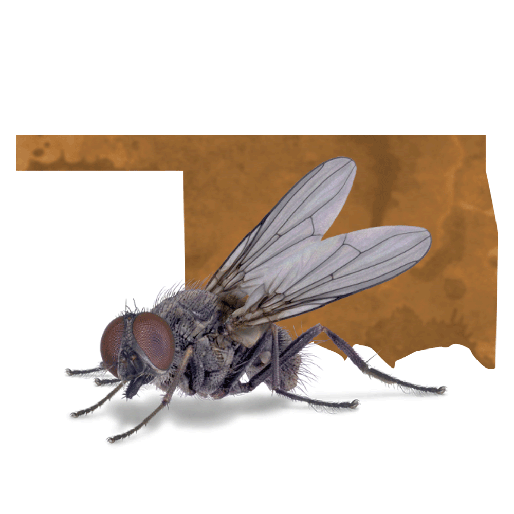 The Right Choice for Cattle on Oklahoma Pastures